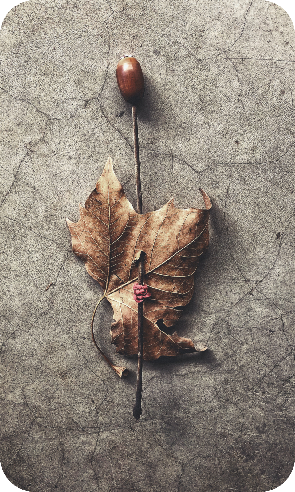 leaf