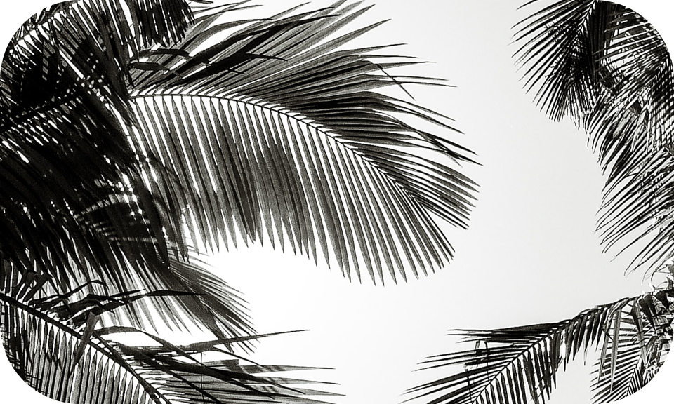 palm